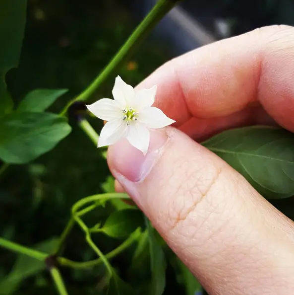 white jalapeno flower from my garden
