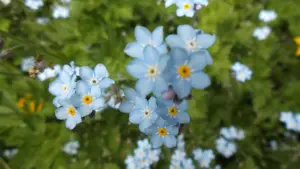 forget-me-not blue flowers