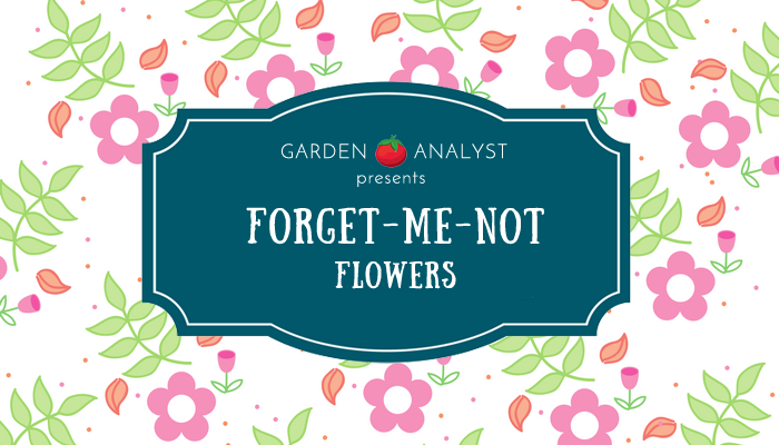 Forget-me-not flowers