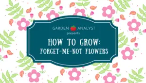 how to grow forget me not flowers
