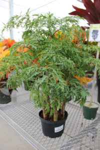 ming aralia plant