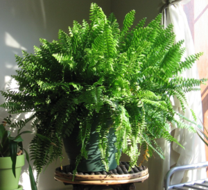 boston fern