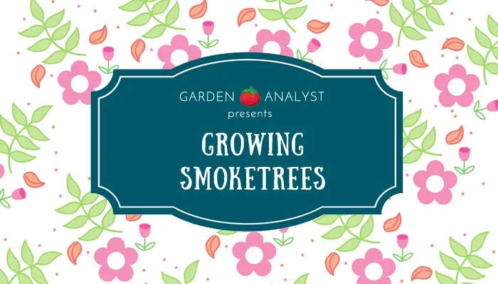 how to grow and care for a smoketree