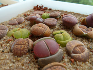lithops succulent