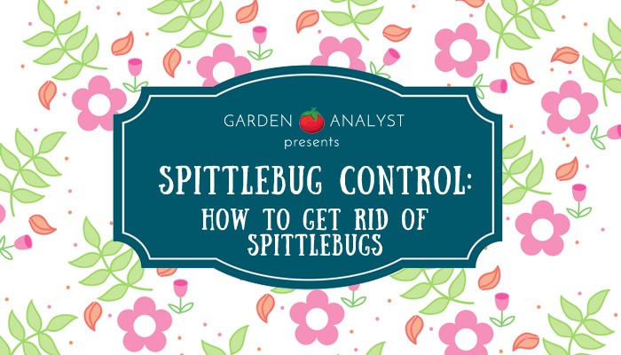 spitttlebug control - how to get rid of spittlebugs