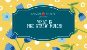 what is pine straw mulch