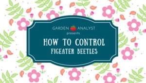 learn how to control figeater beetles