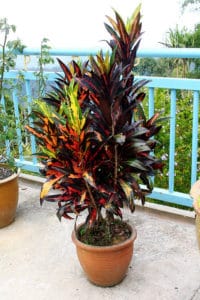 mamey croton