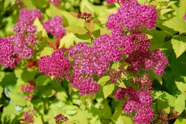 magic carpet red spirea flowers