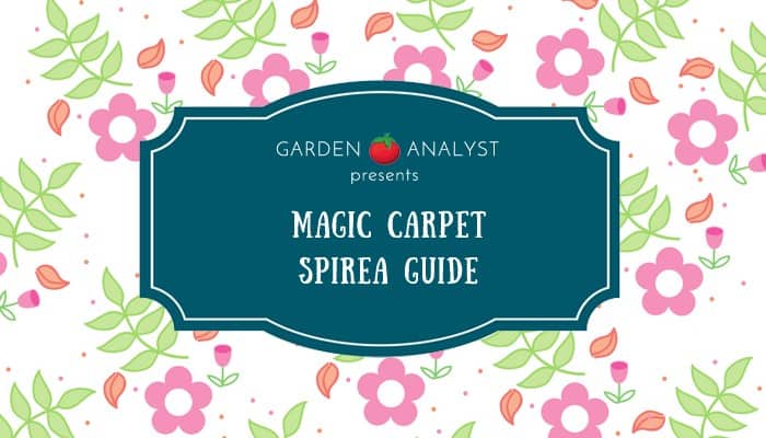 magic carpet spirea guide logo