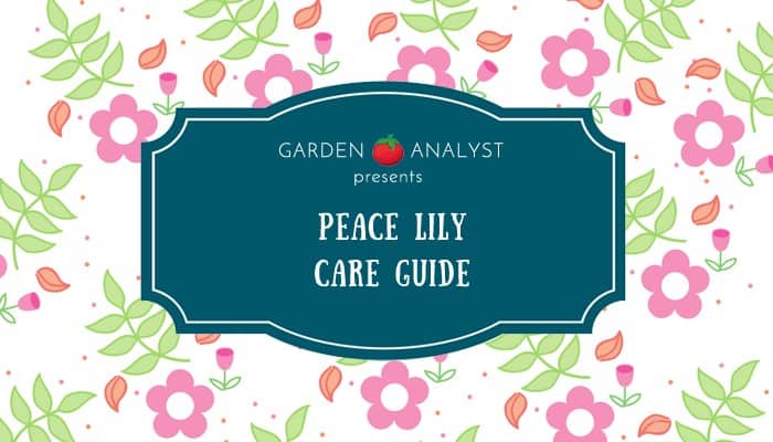 peace lily care guide