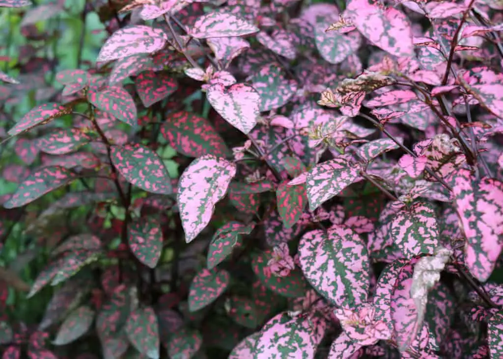 pink hypoestes sanguinolenta bush plant