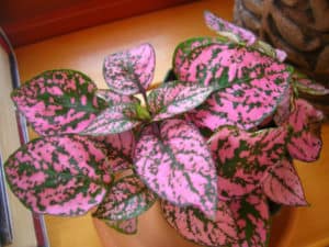 Polka Dot Plant