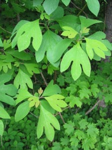 sassafras tree green leaves