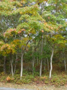Sassafras tree in the fall