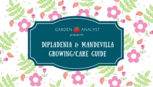 dipladenia and mandevilla growing guide