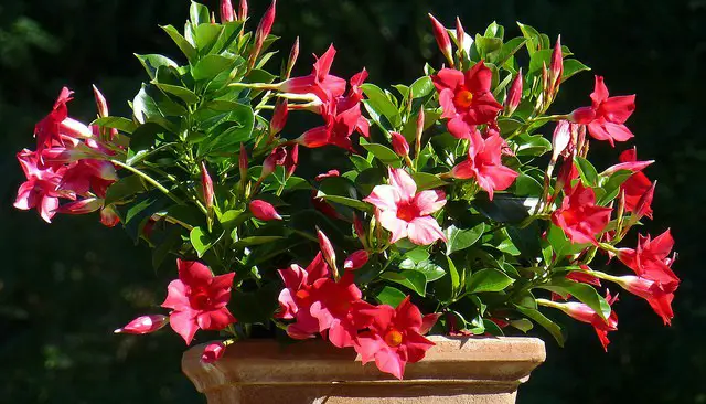 Red Dipladenia Flowers