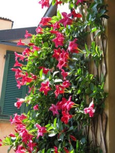 Red Dipladenia Scaling A Wall