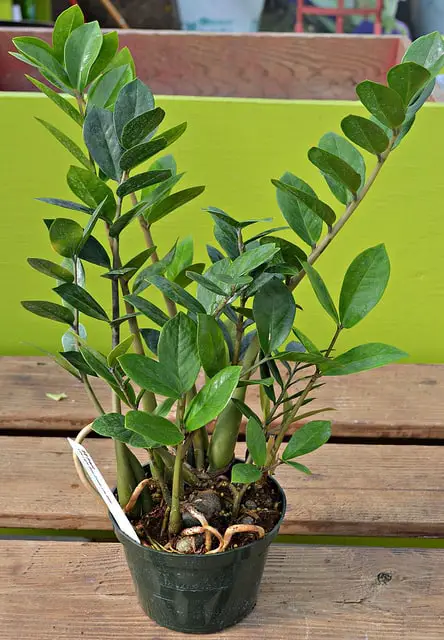 ZZ Plant in a pot