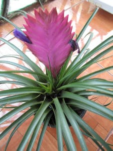 pink quill bloom