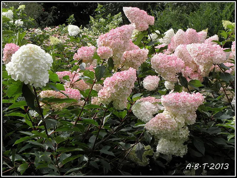 Hydrangea paniculata