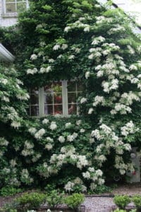 Climbing White Hydrangea