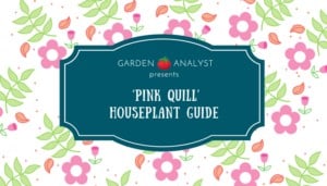 pink quill houseplant guide