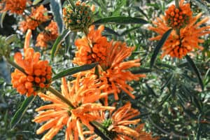 lions ear plant