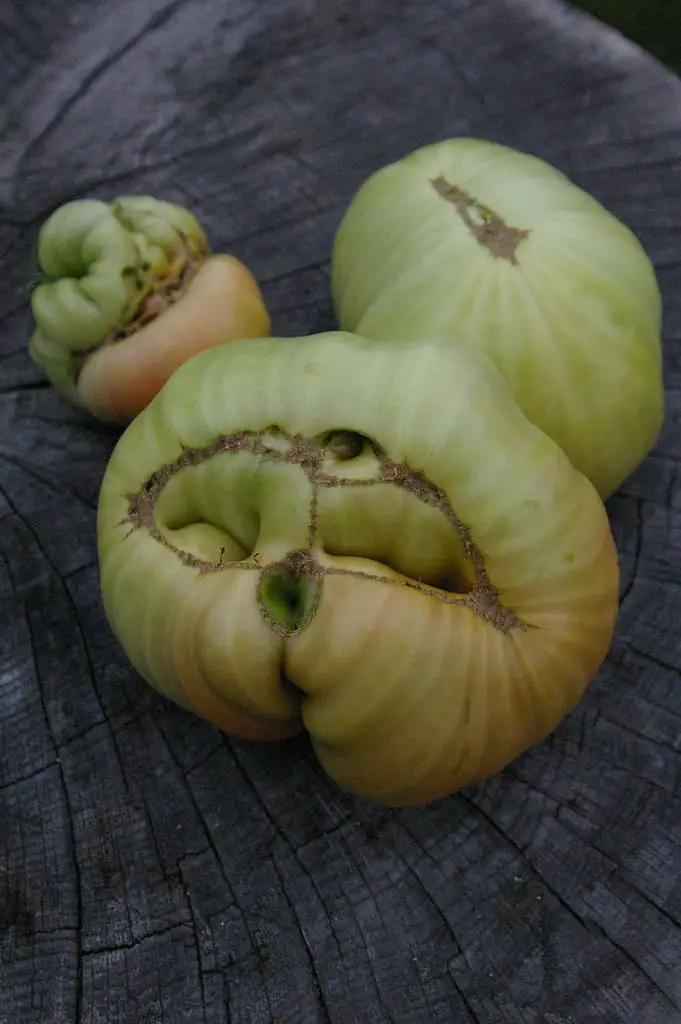  trois tomates catfacing marquées 