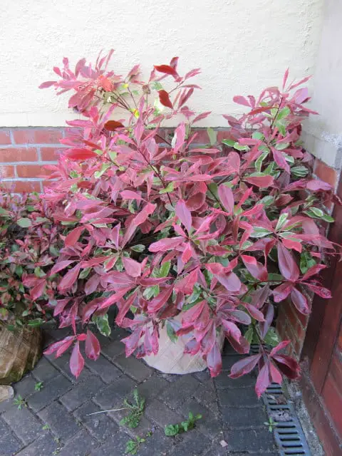 Photinia fraseri pot