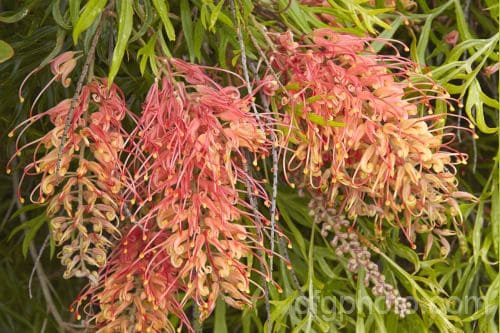 Grevillea Superb