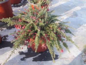 Grevillea Lanigera 'Coastal Gem'