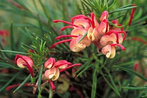 Grevillea Noelli Flowering