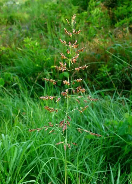Johnson Grass