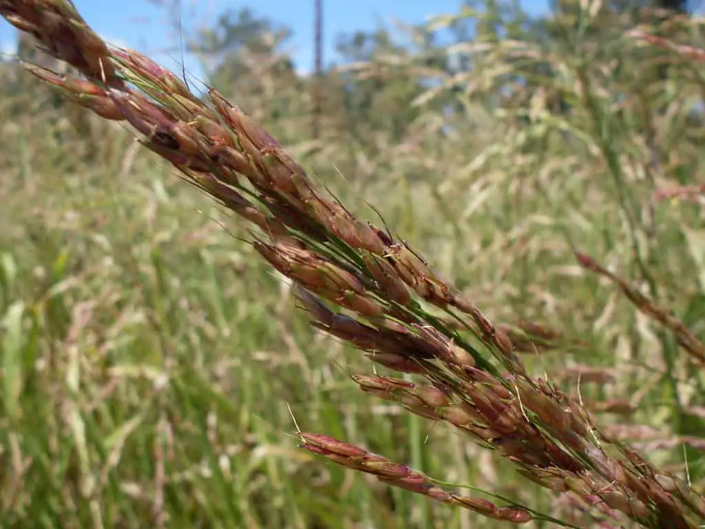 Up-close Johnson Grass
