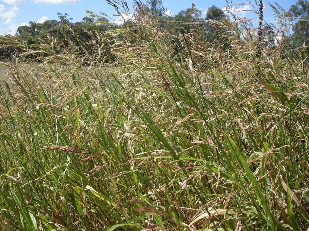 Johnson Grass Field