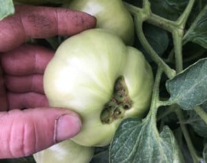Tomato Catfacing on vine