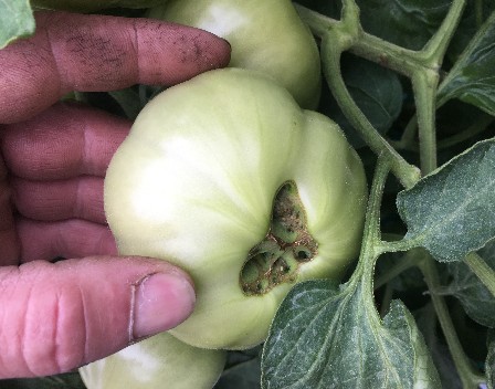 Tomato Catfacing on vine