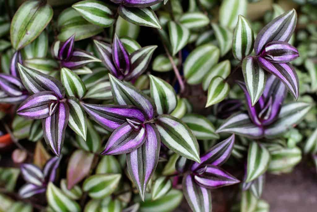 Wandering Jew Plant