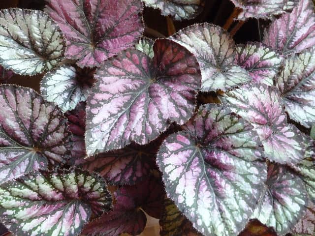 Begonia Rex