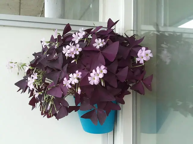 False Shamrock