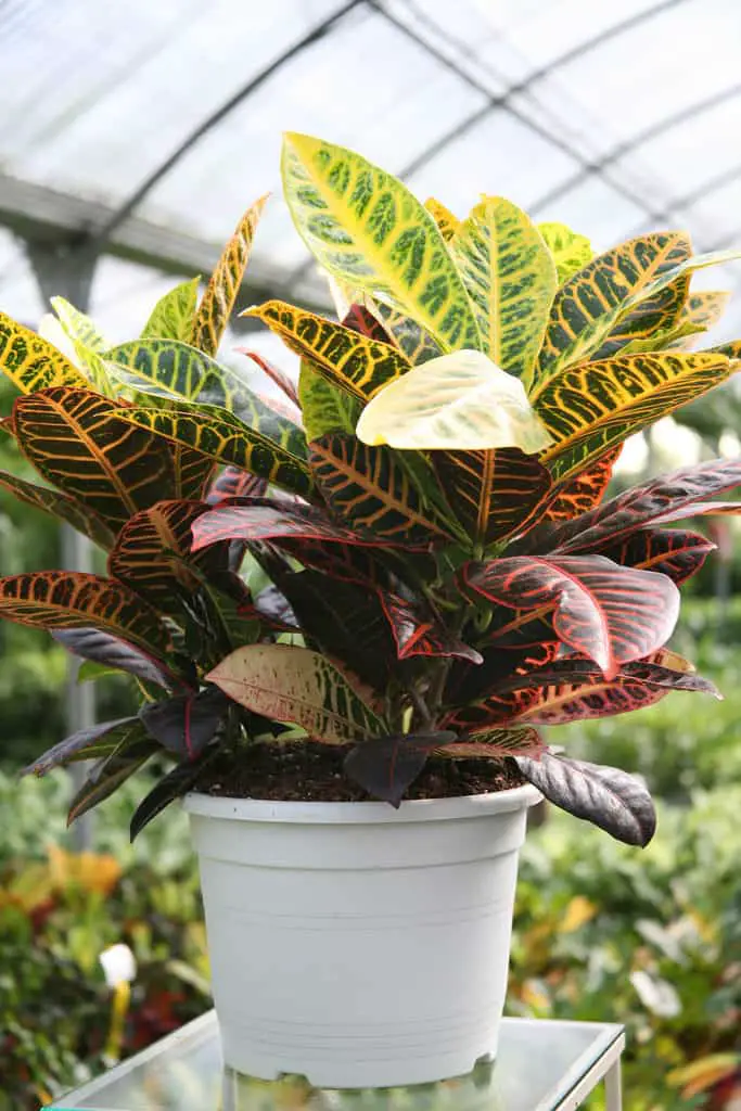 Garden Croton