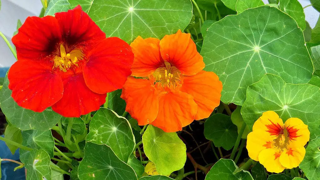 Nasturtium
