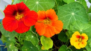 Nasturtium