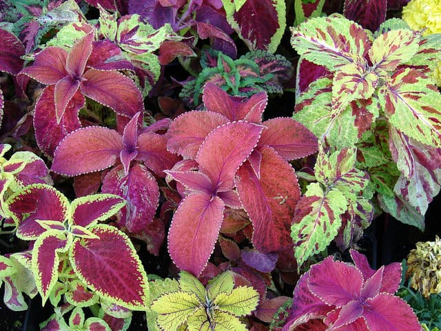 Painted Nettle