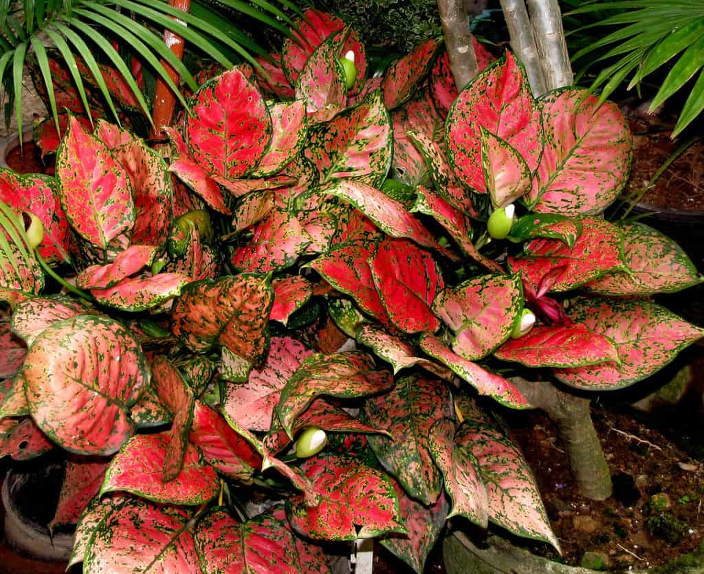 Red Blotched Aglaonema