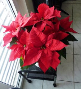 Red Poinsetta
