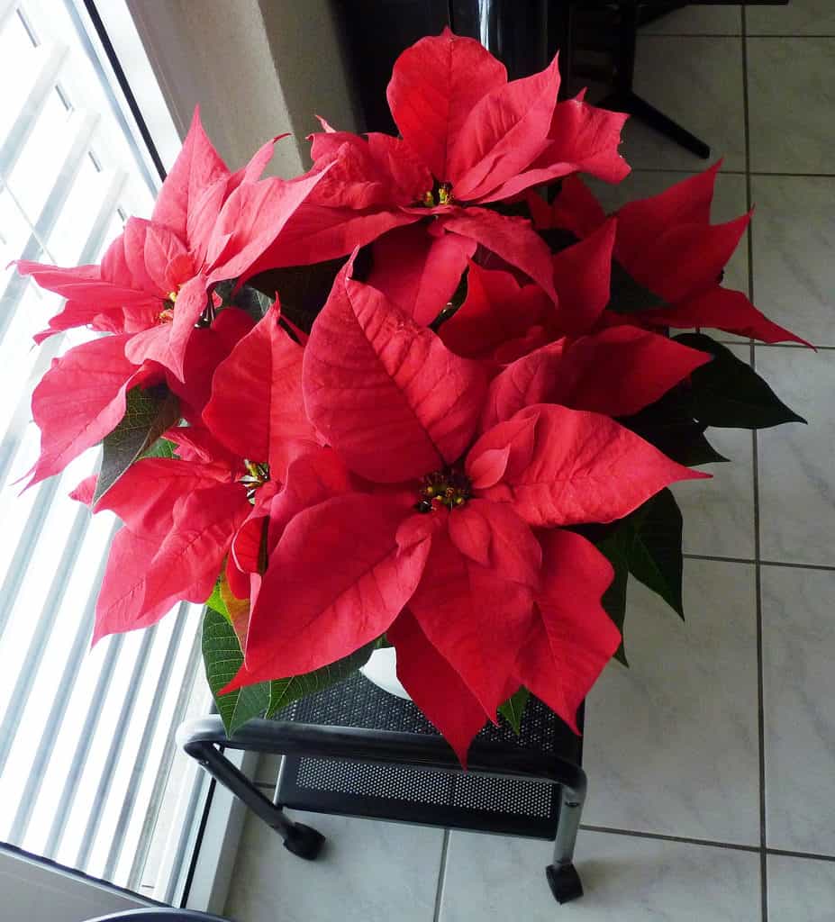 Red Poinsetta
