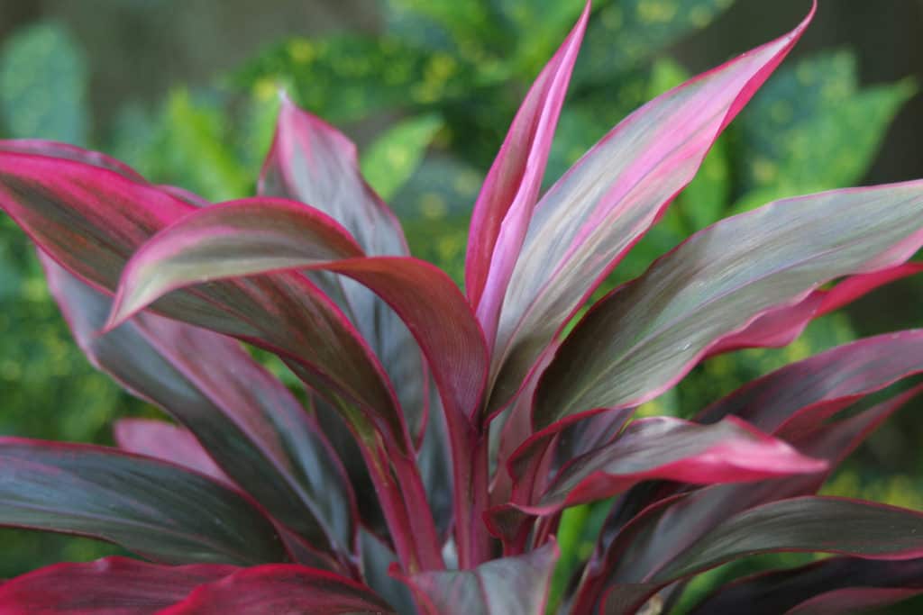 TI Plant