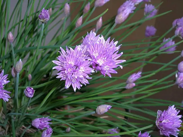 Chives